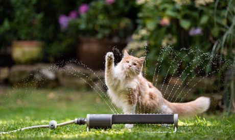Oszczędzanie wody w ogrodzie: czy wiesz, jak podlewa się motyką i widłami?