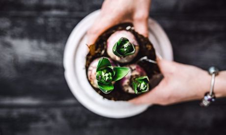 Jaką rozsadę na grządki wyhodować do wiosny?