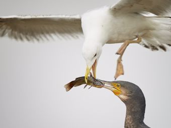 Zabezpieczenie przed włamaniem: zabezpiecz okna, drzwi i balkony