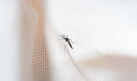 Wybór siatki przeciw owadom: praktyczny przewodnik