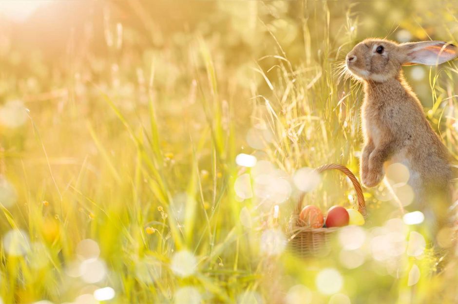 Jak obchodzić Wielkanoc w domu?