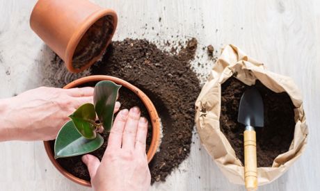 Wiosenne przesadzanie roślin pokojowych
